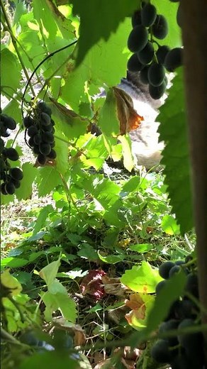 There is a live broadcast on the Husky channel.