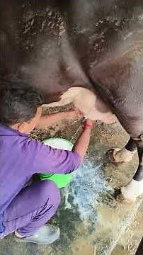 Big Holstein cow milking by hand#milking process for a cow#cattle farming