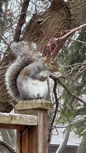 Cute Fox Squirrel Chirping and Making Sounds - Squirrel Voice Clips