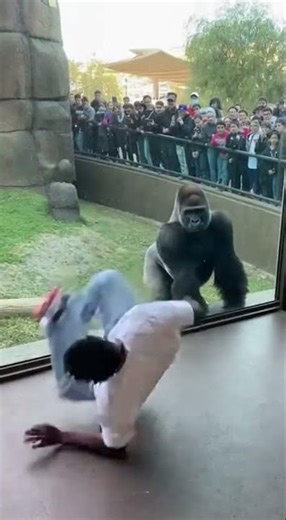Captivating Scene: Gorilla Mimics Breakdance Vibe