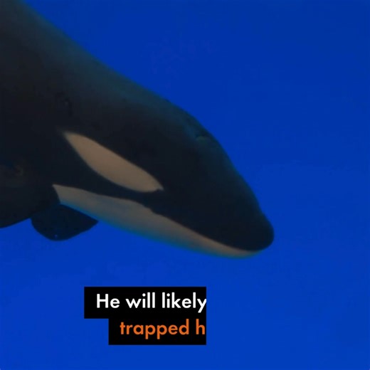 💔 Morgan the orca was meant to be rehabilitated and released. Heartbreakingly, she has spent over a decade performing for visitors in a concrete tank at Loro Parque in Spain. Now, her newborn calf, Teno, faces the same fate. But it doesn’t have to be this way. Together, we can keep the pressure on travel companies to stop selling tickets to animal suffering. ✊ | World Animal Protection Australia