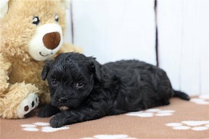 Soul - Havapoo Puppy 429B7F