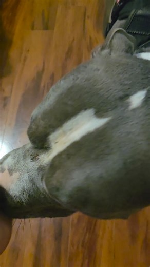 You're daily dose of Pyro!! And yes Im watching The OC in the background 🤣🤣🤣😭🤷‍♀️ #bully #Pyro #theoc | Nicki Nicki Nicki