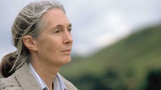 Jane Goodall on chimpanzee aggression