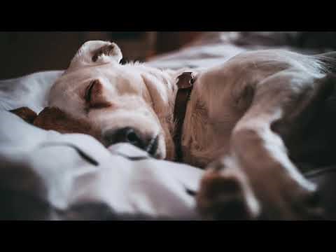 Entspannungsmusik für Hunde Welpen
