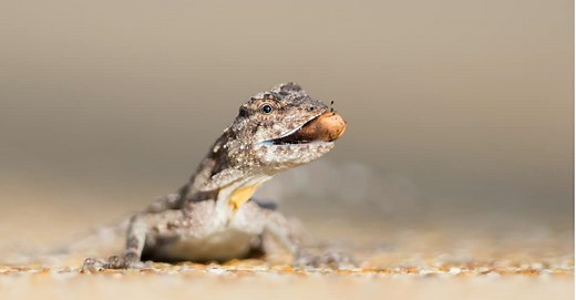 10 Aerial Animals: The Most Amazing Animals That Can Fly