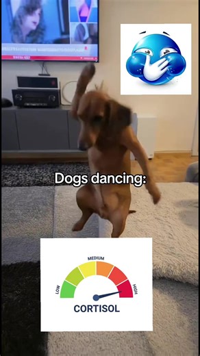 cats dancing like a main character #cortisol #pets #fypppp #trending