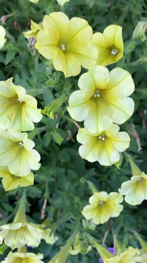 レモンイエローのペチュニア #flowers #ガーデニング #花