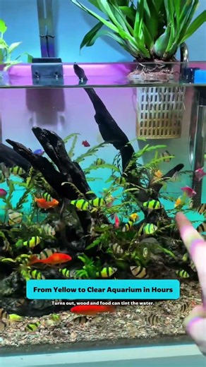 From Yellow to Clear Aquarium in Hours | Purigen