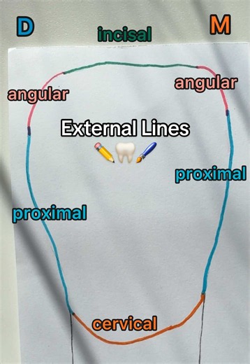 good morphology starts with understanding the basics 🦷✨ #dentaltechnician #dentalstudent #dentalmorphology #dentistry #odontologia