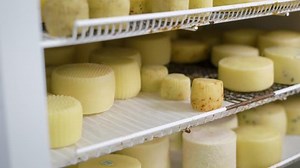 Worker Putting Formed Cheese Refrigerator Into Stock Footage Video (100% Royalty-free) 1015167349 | Shutterstock
