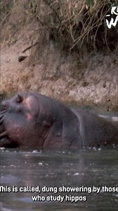 10K views · 100 reactions | The video explores how different animals, like lions and hippos, mark their territories. It compares common territory marking methods with some of the more unusual strategies found in the animal kingdom. Have you ever wondered how animals establish their boundaries? #animalterritory #wildlife #animalbehavior #lions #hippos #nature | Real Wild | Facebook