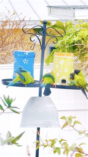 Backyard Visitors: 5 Nanday Conures Having Sunset Dinner