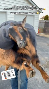20 reactions · 3 comments | Our Nigerian Dwarf Goats Are A Little Over The Median Weight of 75 lbs﫣 Treat Rations Here We Come #goats #nigeriandwarfgoats #goatsofinstagram #funnypets #petlovers #petstagram | Kids On Kerth | Facebook