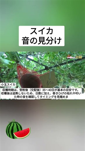 スイカ音の見分け方