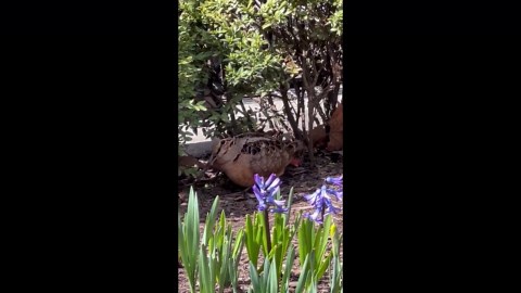 American woodcock seen in a New York park during spring migration