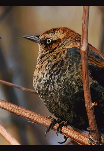 🪶 La 1ère photo que j'ai partagée de ce Quiscale Rouilleux, je l'avais choisie pour le contraste du plumage noir et brun de l'oiseau avec le back ground bleu. La photo m'avait tellement frappée que je n'ai même pas pris le temps de regarder mes autres photos. Avoir su... Sur celles-ci, on peut voir tellement plus de détails de son plumages, dont le dessous de sa queue! . 🪶 Quiscale Rouilleux 🪶 Rusty Blackbird . #quiscalerouilleux #rustyblackbird #fyp #birds #photography