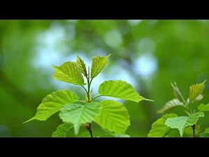 Healing Meditation Music to Calm the Mind 🎧 Relieves Stress, and Promotes Deep Relaxation.