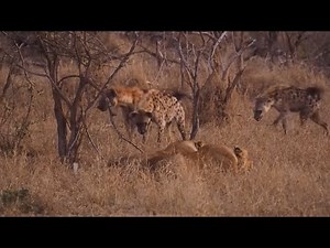 lions guard and attack hyenas over the territory and food fight video