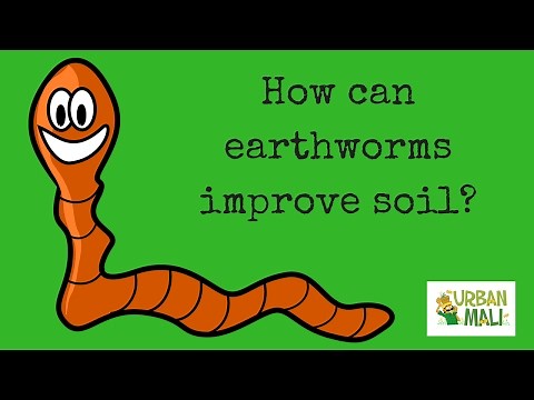 How can Earthworms Improve Soil? - UrbanMali.com