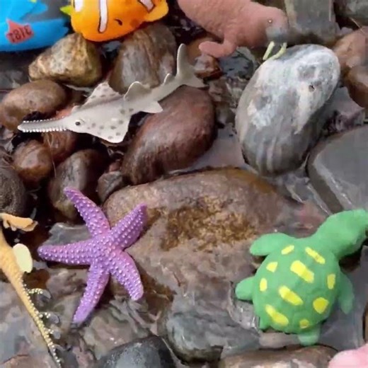 Purple Starfish & Brown Walrus! 🎨🌟 #MegansWorld #Learning