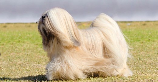 Lhasa Apso vs Havanese: 3 Key Differences