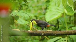 red billed hornbill