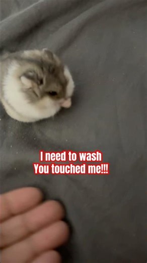 Dwarf hamsters first run on the bed😍🥰🥰🥰