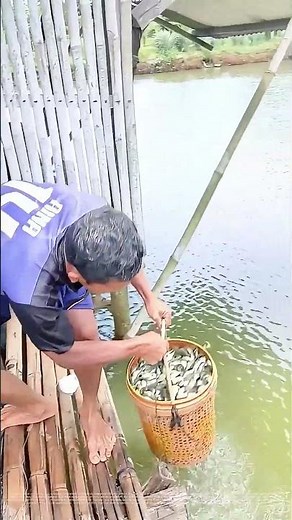Transferring the Catch: How Fish Farming Keeps Ecosystems Thriving