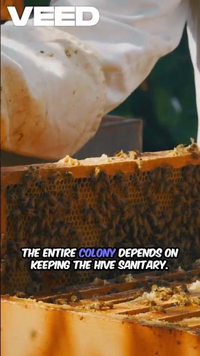 What Do BEES Do When They Need To Pee And Poo?