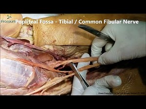 Tibial nerve, Common Fibular Nerve & Plantar nerve - Real Time Cadaveric Anatomy