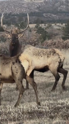 #elk #bullelk #hunting #huntinglife #huntinglifestyle