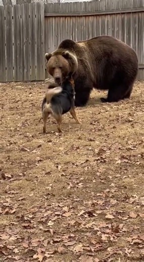 Backyard Encounter: Dog Meets Bear