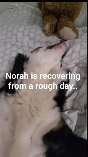 Bernese Mountain Dog Fully Exhausterwhelmulated 😴 Norah's Collapse