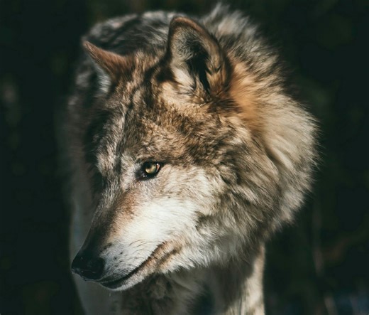 Transfiguration Sunday - February 15, 2026