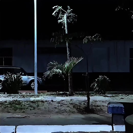 Lepidodendron: The Ancient Scale Tree of the Carboniferous