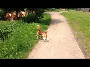 Beagle Barnie auf der Jagd nach einem Steak