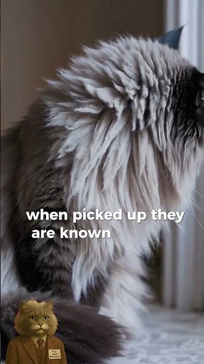 Why Do Ragdoll Cats Go Limp When You Pick Them Up?