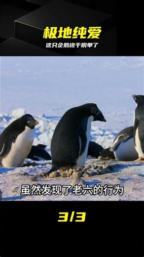 Episode 23: Adelie penguins cross oceans just to rekindle the love they felt at first sight. #Pen...