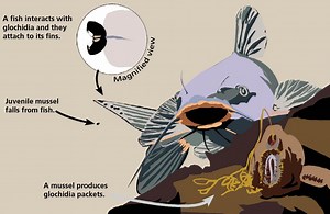 Mollusks - Saint Croix National Scenic Riverway (U.S. National Park Service)