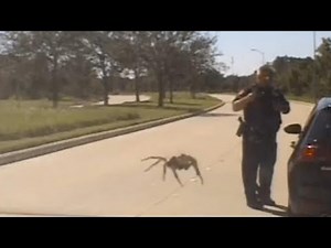 Massive Spider Seemingly Creeps Up on Cop During Traffic Stop