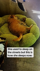 Short break from the comedy content to share this super sweet edit of our dog Pixie my girlfriend made! Warms my heart! #dogs #rescuedogs #doglover | Bo Johnson Comedy