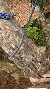 10K views · 140 reactions | Rigging biggest limb with the new groundie in the first met. | Yulianto | Facebook