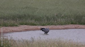 a Gymnogene in a waterhole
