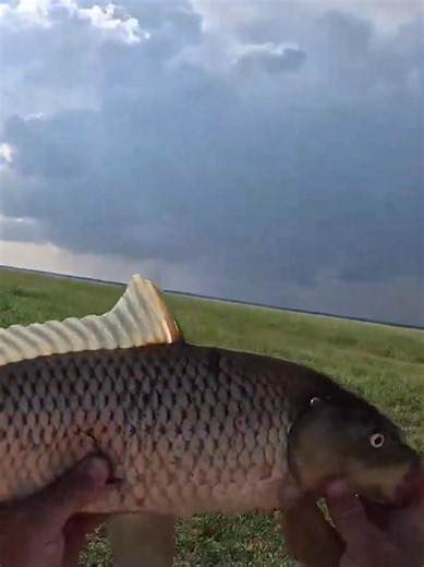 #fishing #carp #sazan #ribalka_ribalka #crucian #spinning