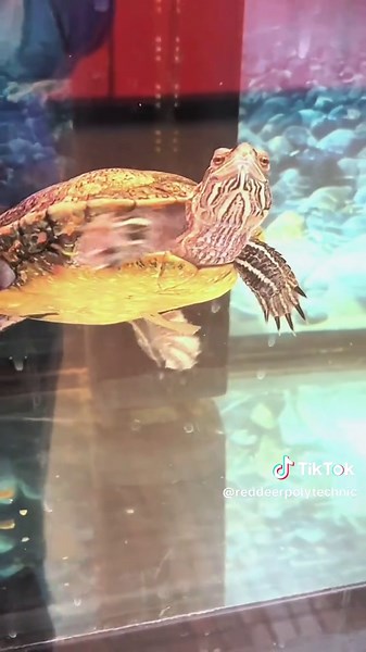 Meet Rembrandt: RDP's Beloved Painted Turtle