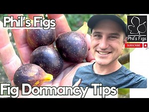 Fig Trees in Their First Freeze: Fall Care, Pruning, & Winter Protection Guide