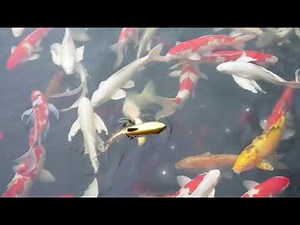 Remote control Shark waterproof toy #rctoy