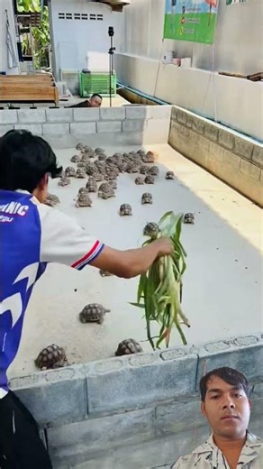 เต่าน่ารักมากเลย