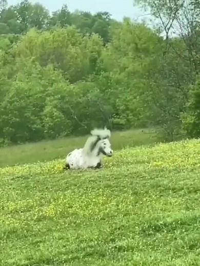 Funny and Cute Farm Animals Showcase